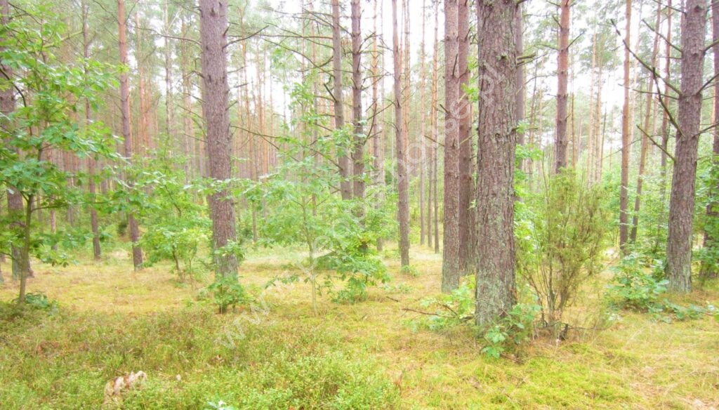 Działka na sprzedaż, pomorskie, Skorzewo - zdjęcie ofertowe nr 3