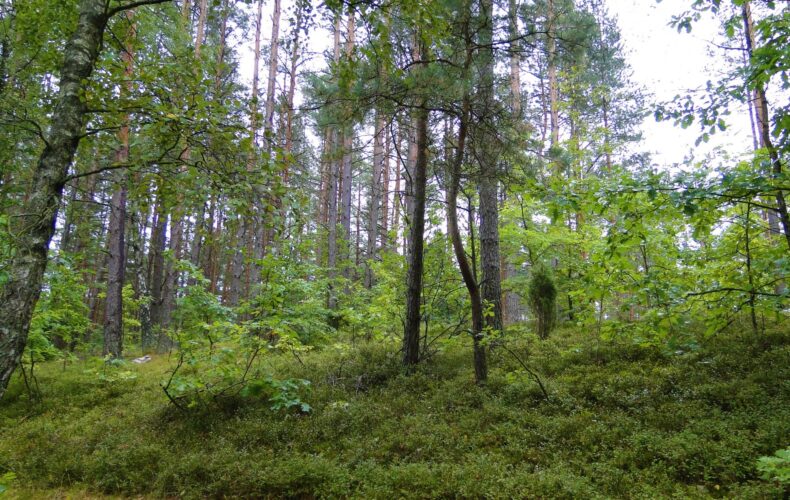 Działka na sprzedaż, pomorskie, Skorzewo