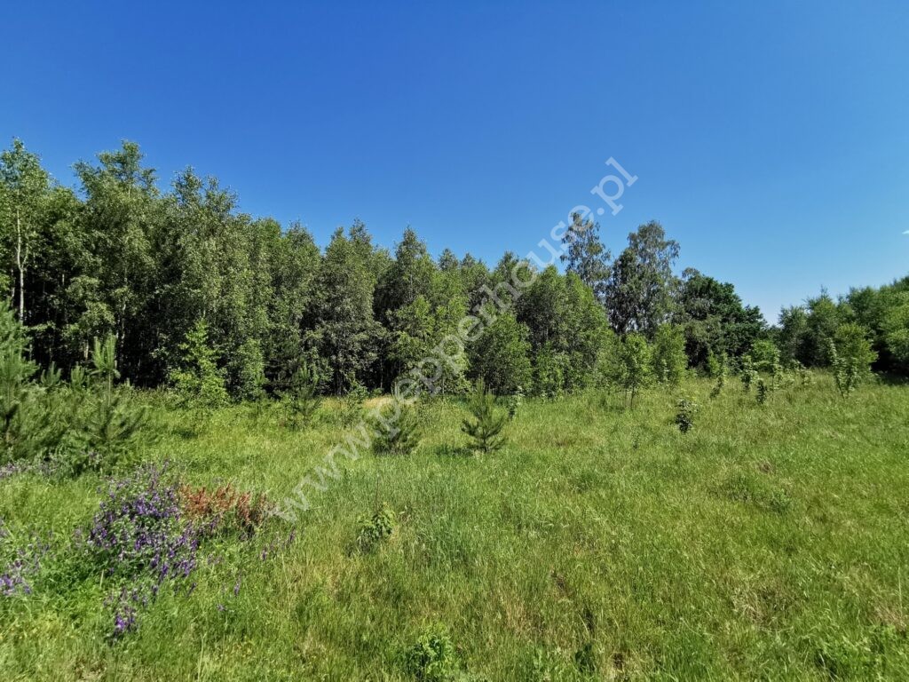 , pomorskie, Leśniewo, Klonowa - listing photo no. 4
