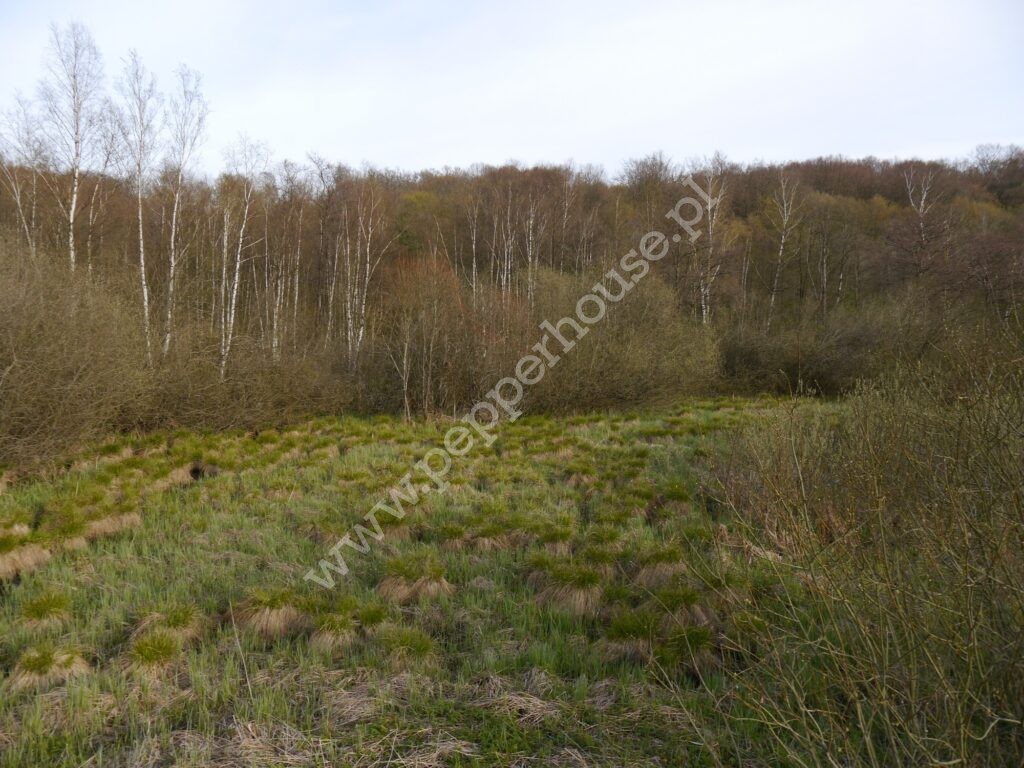 , pomorskie, Huta Dolna, Żurawi Trakt - listing photo no. 14