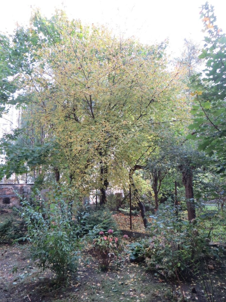 Mieszkanie na sprzedaż, pomorskie, Gdynia, Warszawska - zdjęcie ofertowe nr 7