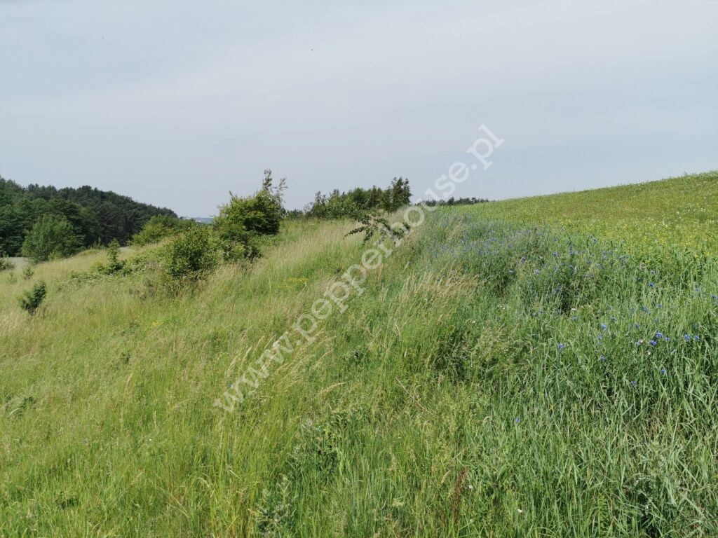 , pomorskie, Gowino, Kazimierza Grubby - listing photo no. 1