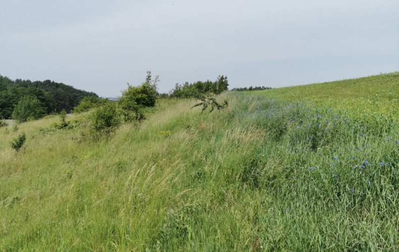 Działka na sprzedaż, pomorskie, Gowino, Kazimierza Grubby