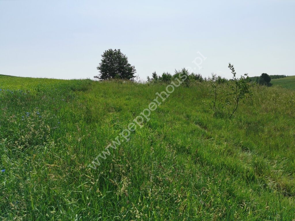 , pomorskie, Gowino, Kazimierza Grubby - listing photo no. 2