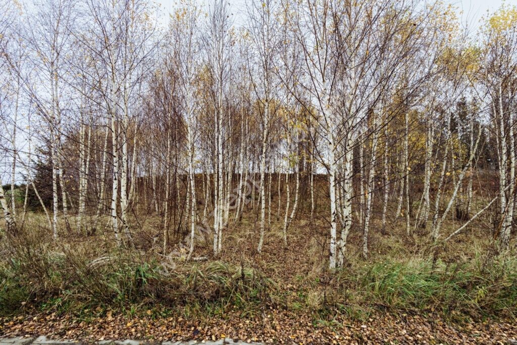 , Gdańsk, Kokoszki, Grzybowa - listing photo no. 10