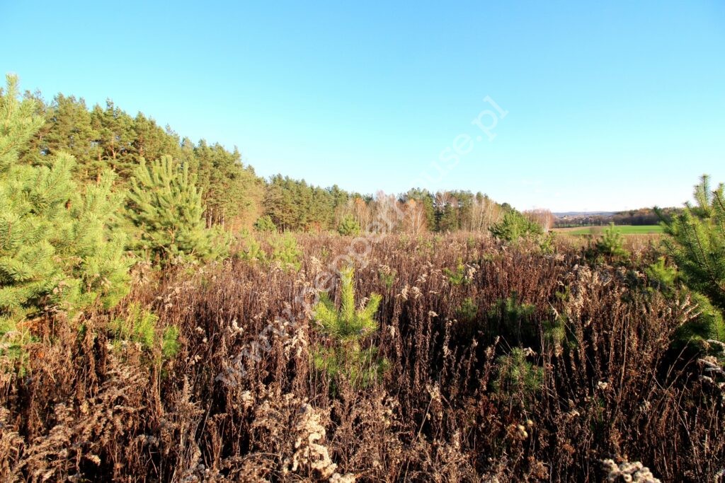 , pomorskie, Niestępowo, Kasztanowa - listing photo no. 4