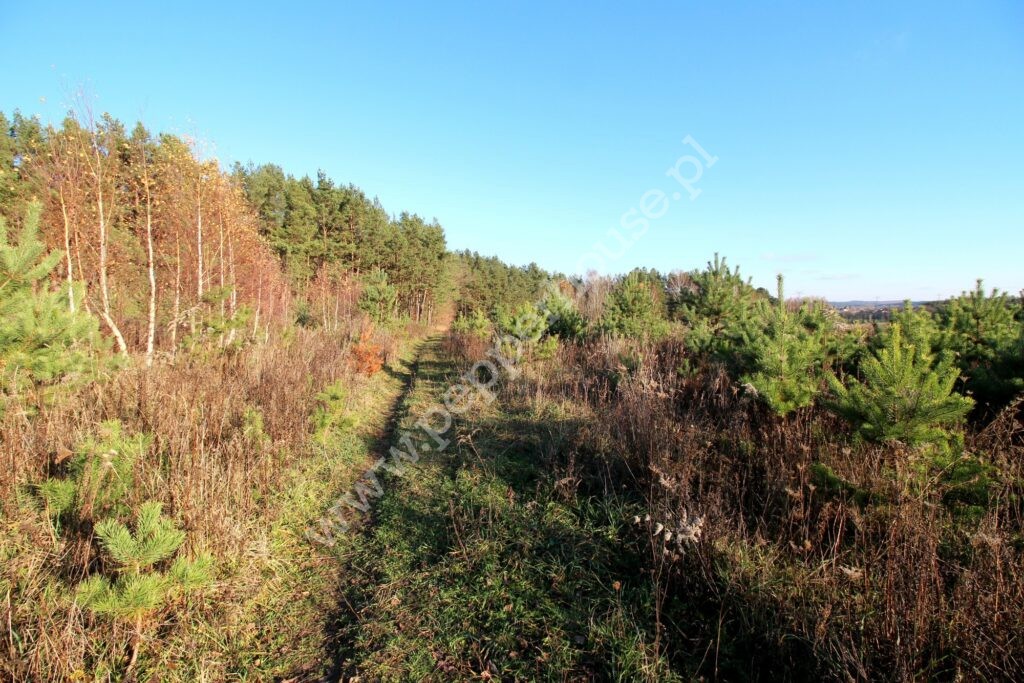 , pomorskie, Niestępowo, Kasztanowa - listing photo no. 1