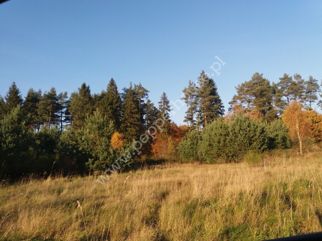 , pomorskie, Łężyce, Jodłowa - listing photo no. 2