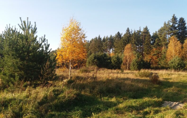Działka na sprzedaż, pomorskie, Łężyce, Jodłowa