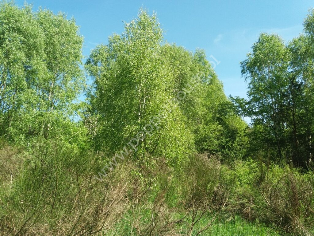 Działka na sprzedaż, pomorskie, Łężyce, Brzozowa - zdjęcie ofertowe nr 2
