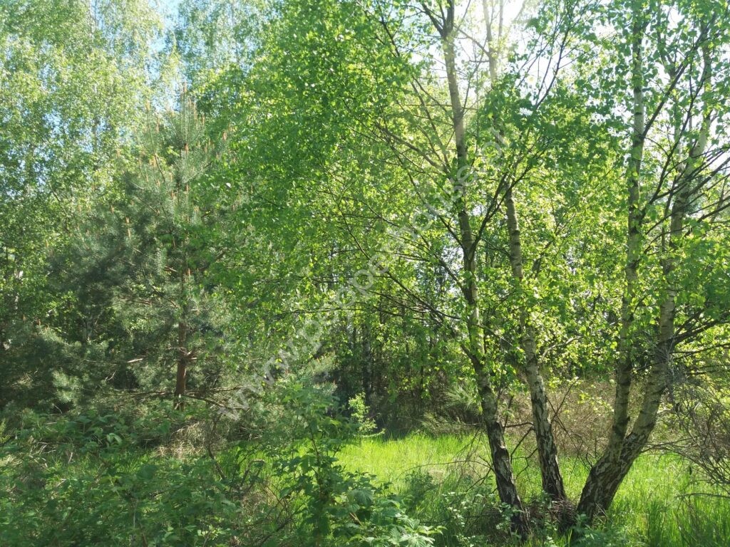 Działka na sprzedaż, pomorskie, Łężyce, Brzozowa - zdjęcie ofertowe nr 6