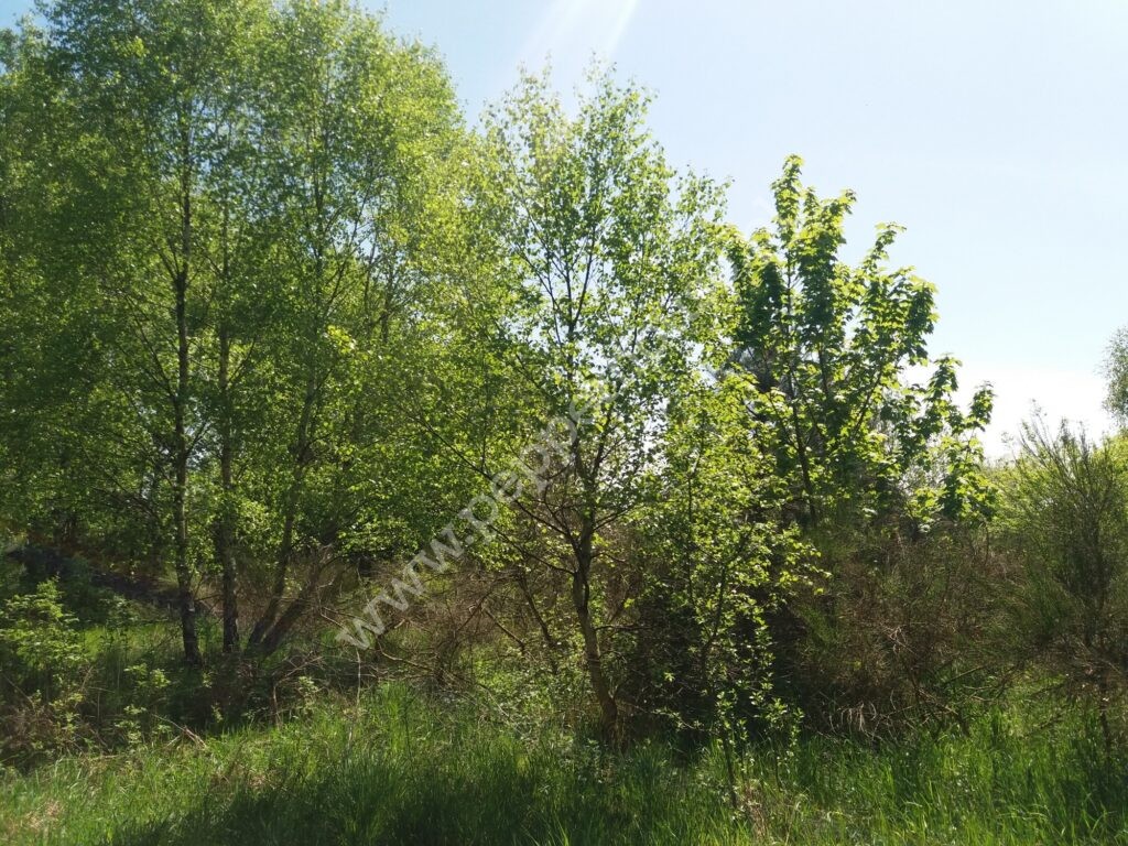 Działka na sprzedaż, pomorskie, Łężyce, Brzozowa - zdjęcie ofertowe nr 4