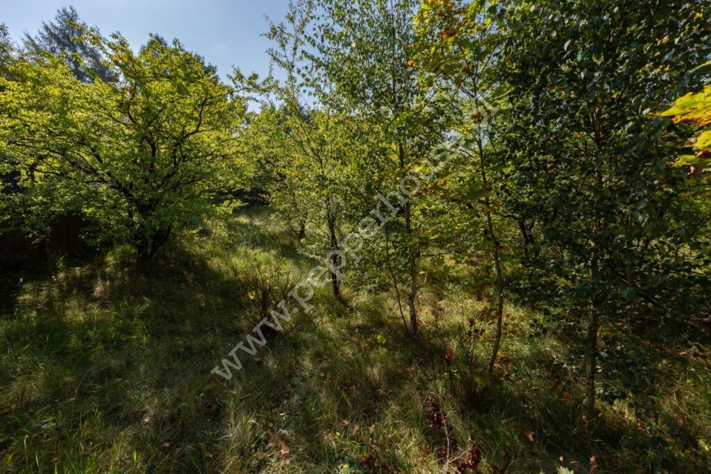 Działka na sprzedaż, pomorskie, Przywidz, Jesionowa - zdjęcie ofertowe nr 6