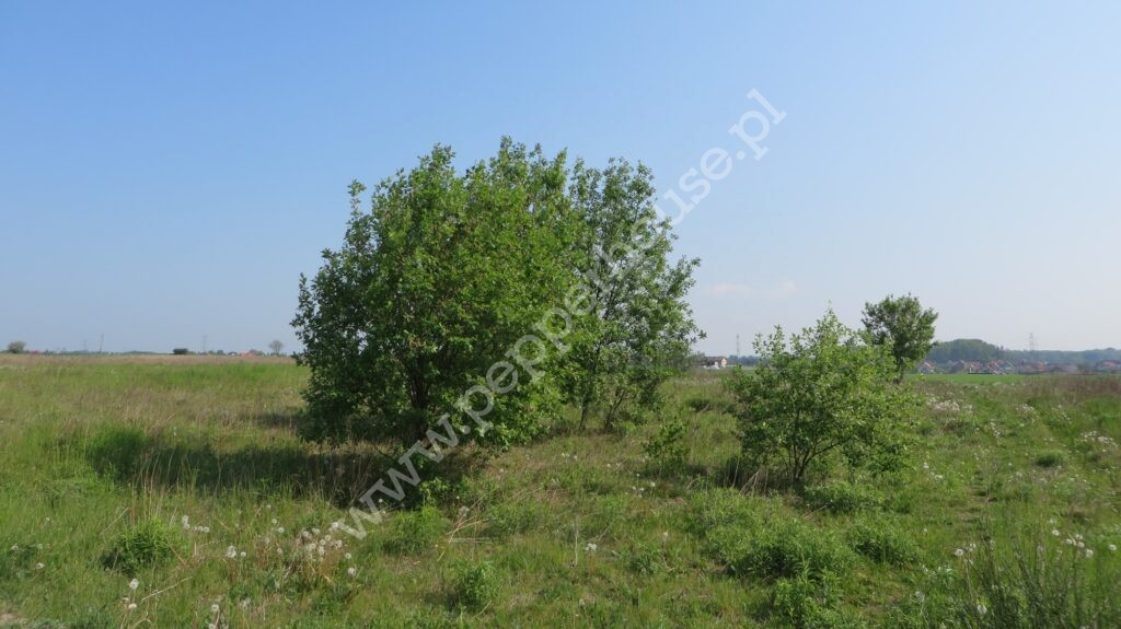 Działka na sprzedaż, pomorskie, Żukowo, Jabłoniowa - zdjęcie ofertowe nr 6
