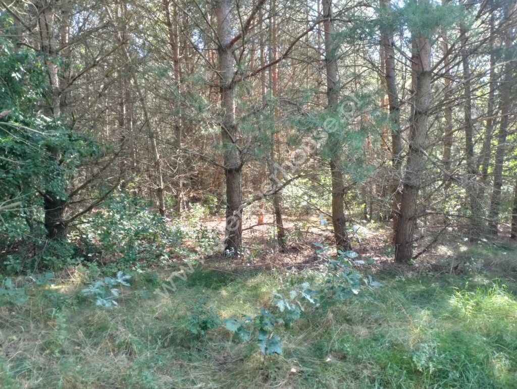 , pomorskie, Pałubin - listing photo no. 2