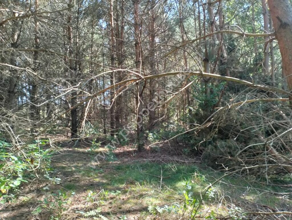 , pomorskie, Pałubin - listing photo no. 4