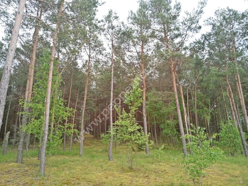 , kujawsko-pomorskie, Legbąd, Szkolna - listing photo no. 1