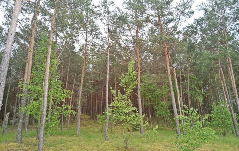 , kujawsko-pomorskie, Legbąd, Szkolna