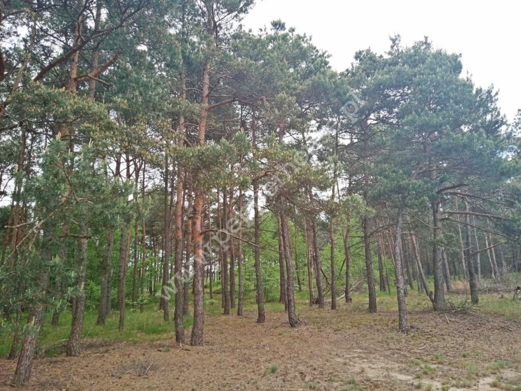 , kujawsko-pomorskie, Legbąd, Szkolna - listing photo no. 3