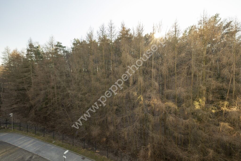 , Gdańsk, Morena, Dolne Migowo - listing photo no. 14