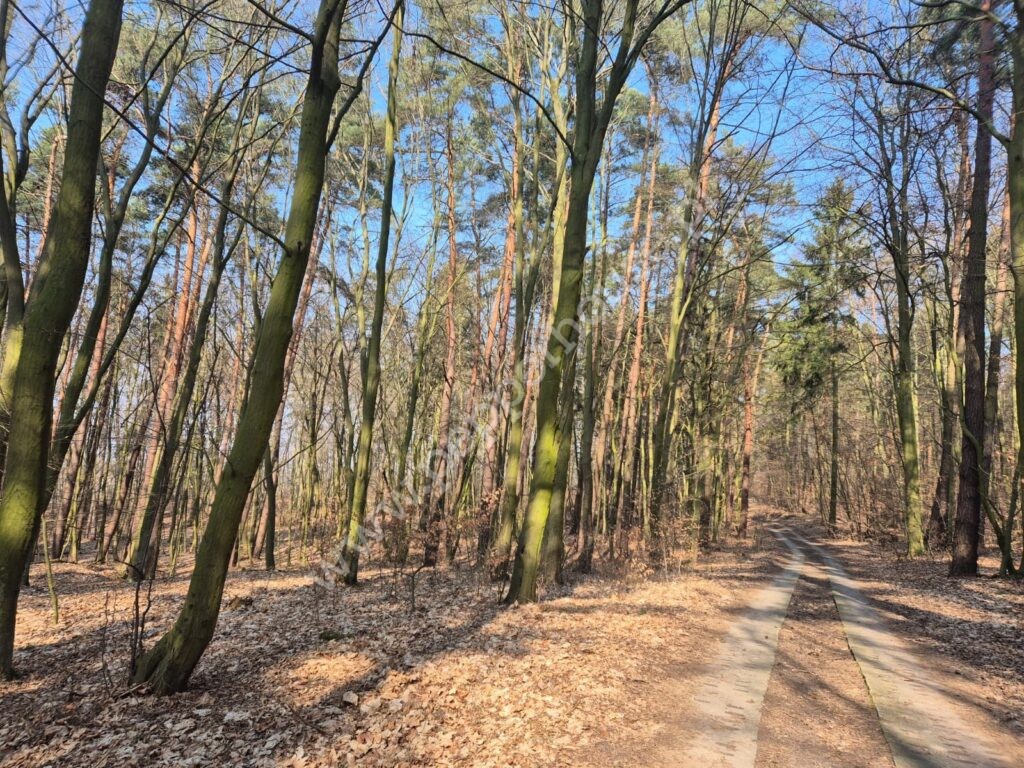 Działka na sprzedaż, pomorskie, Wielbark - zdjęcie ofertowe nr 7