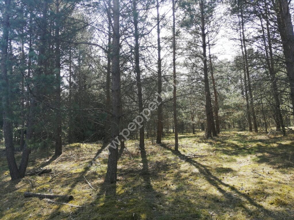 , pomorskie, Zimne Zdroje - listing photo no. 4
