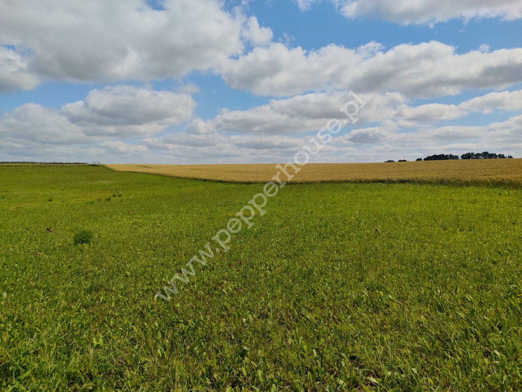 Działka na sprzedaż, warmińsko-mazurskie, Stegny - zdjęcie ofertowe nr 2