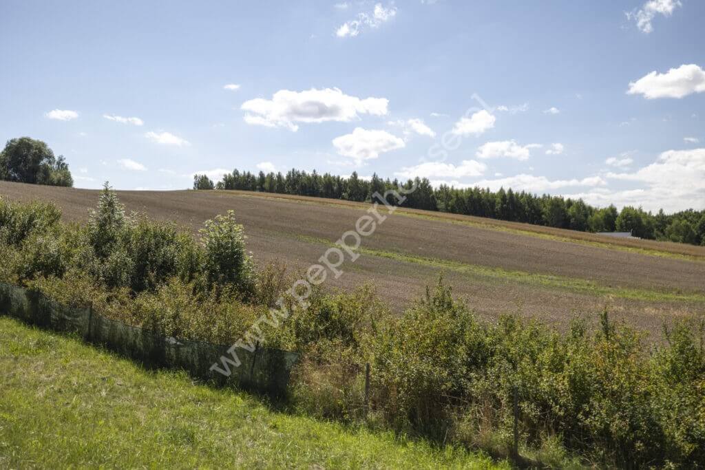 Dom na sprzedaż, pomorskie, Zła Wieś - zdjęcie ofertowe nr 23